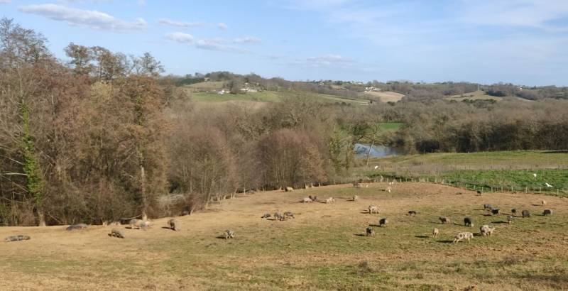 Vente de produits de canards gras et de cochon plein air à la ferme à Baigts dans les Landes